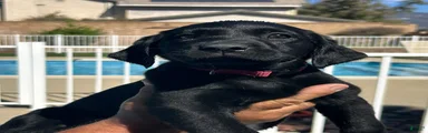 Labrador Retriever 2