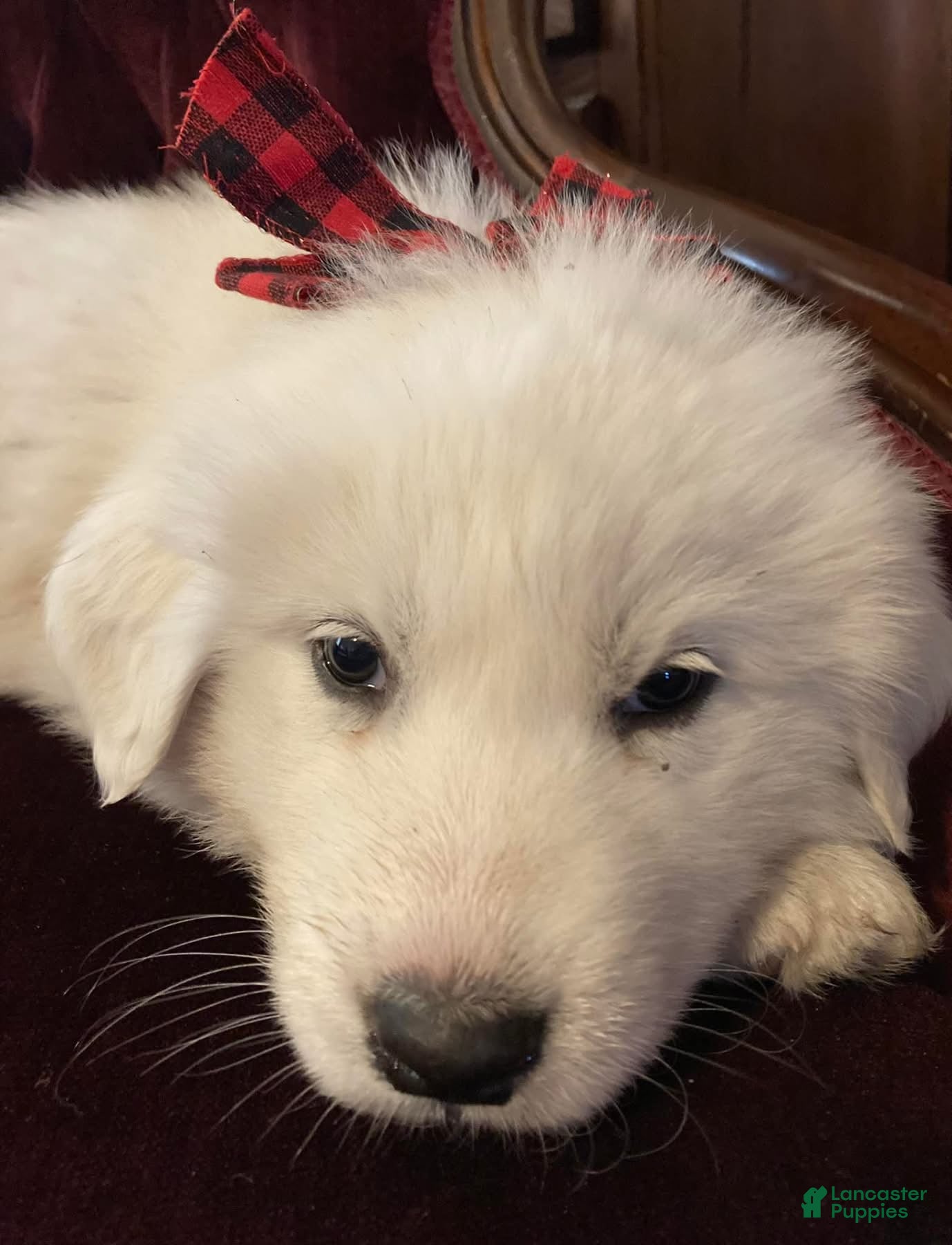 Great Pyrenees dogs Snow- Great Pyrenees  - Ad 7