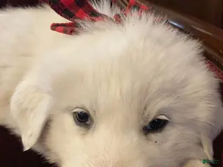 Great Pyrenees dogs Snow- Great Pyrenees - Ad 6