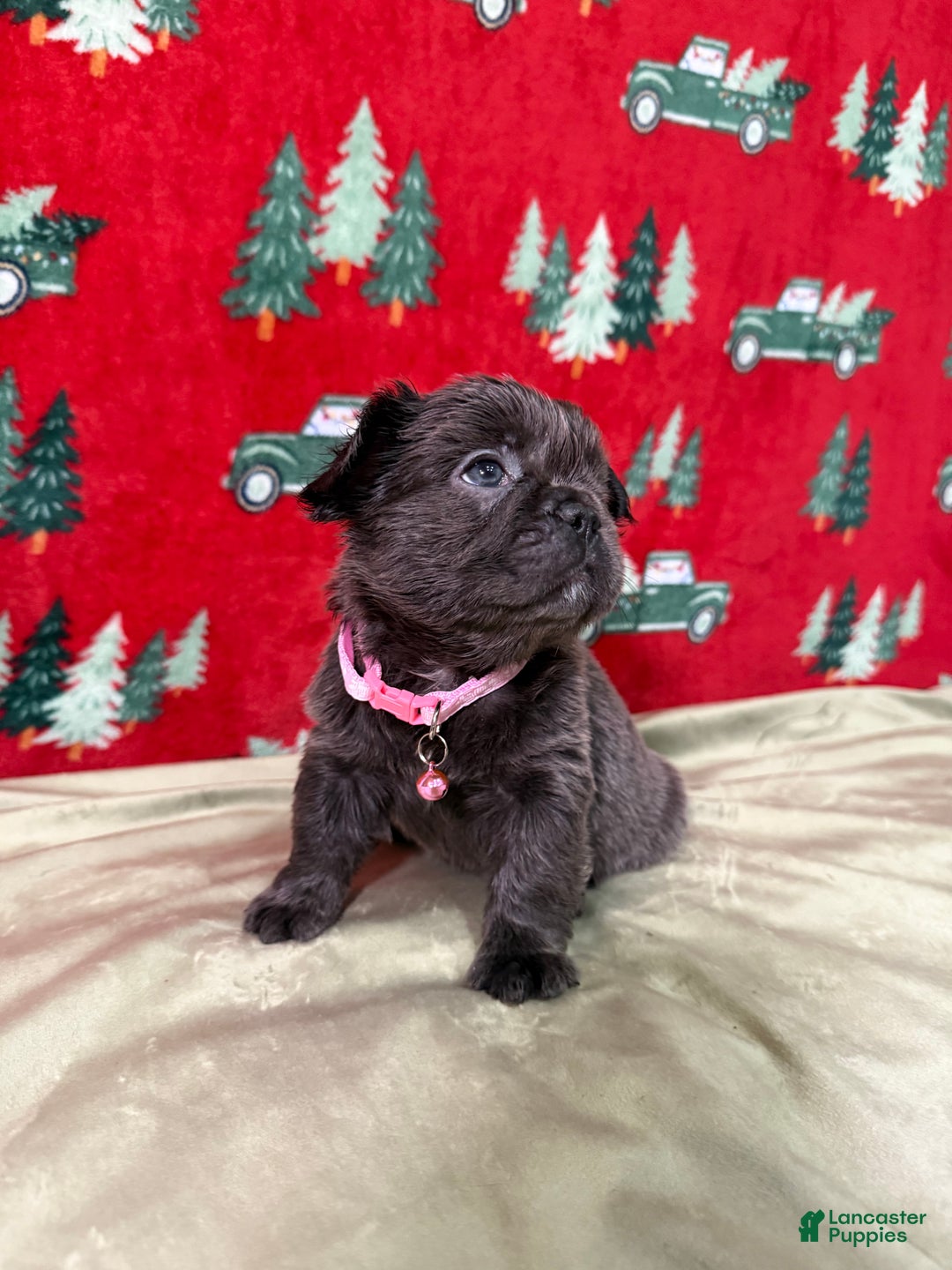 French Bulldog dogs for sale: 💗 Joy - Ad 2