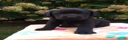 Labrador Retriever dogs for sale: Noble - Ad 5