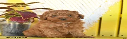 Miniature Poodle dogs for sale: Fancy  - Ad 2