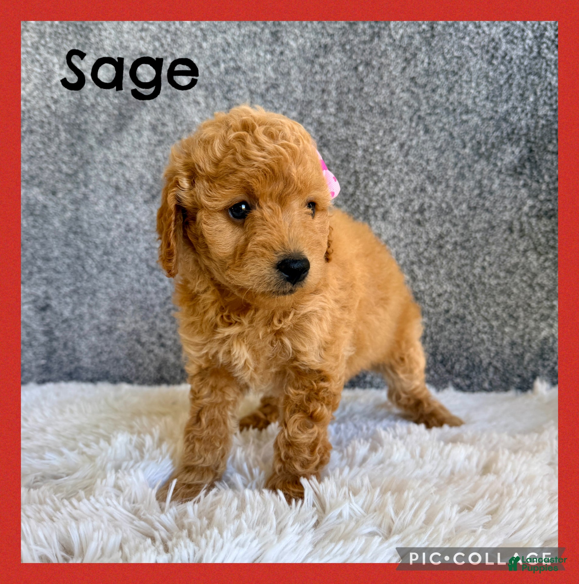 Sage