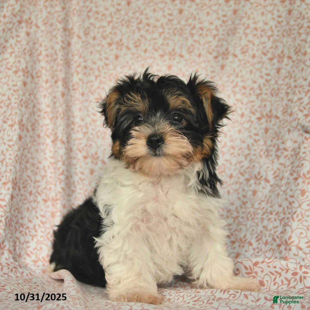 Yorkshire Terrier dogs for sale: Domino - Ad 12