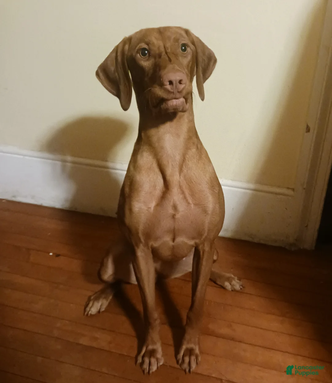 Vizsla dogs for sale: Green Collar - Ad 2