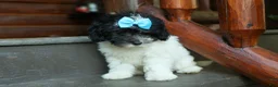 Cavapoo dogs for sale: Remi 🩷 - Ad 3