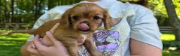 Cavalier King Charles Spaniel dogs for sale: Cavalier King Charles Spaniel Puppy 3- Jewel - Ad 2