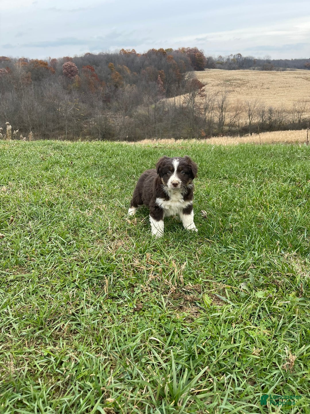 Australian Shepherd dogs for sale: Buddy - Ad 2