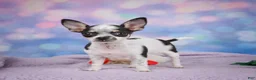 Chihuahua dogs for sale: DAHLIA - Ad 14