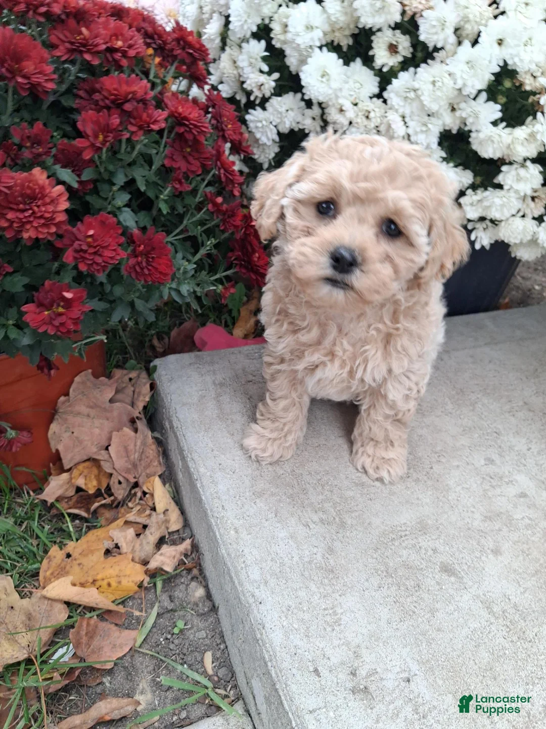 Double Doodle dogs for sale: Fern - Ad 1