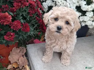 Double Doodle dogs Fern - Ad 11