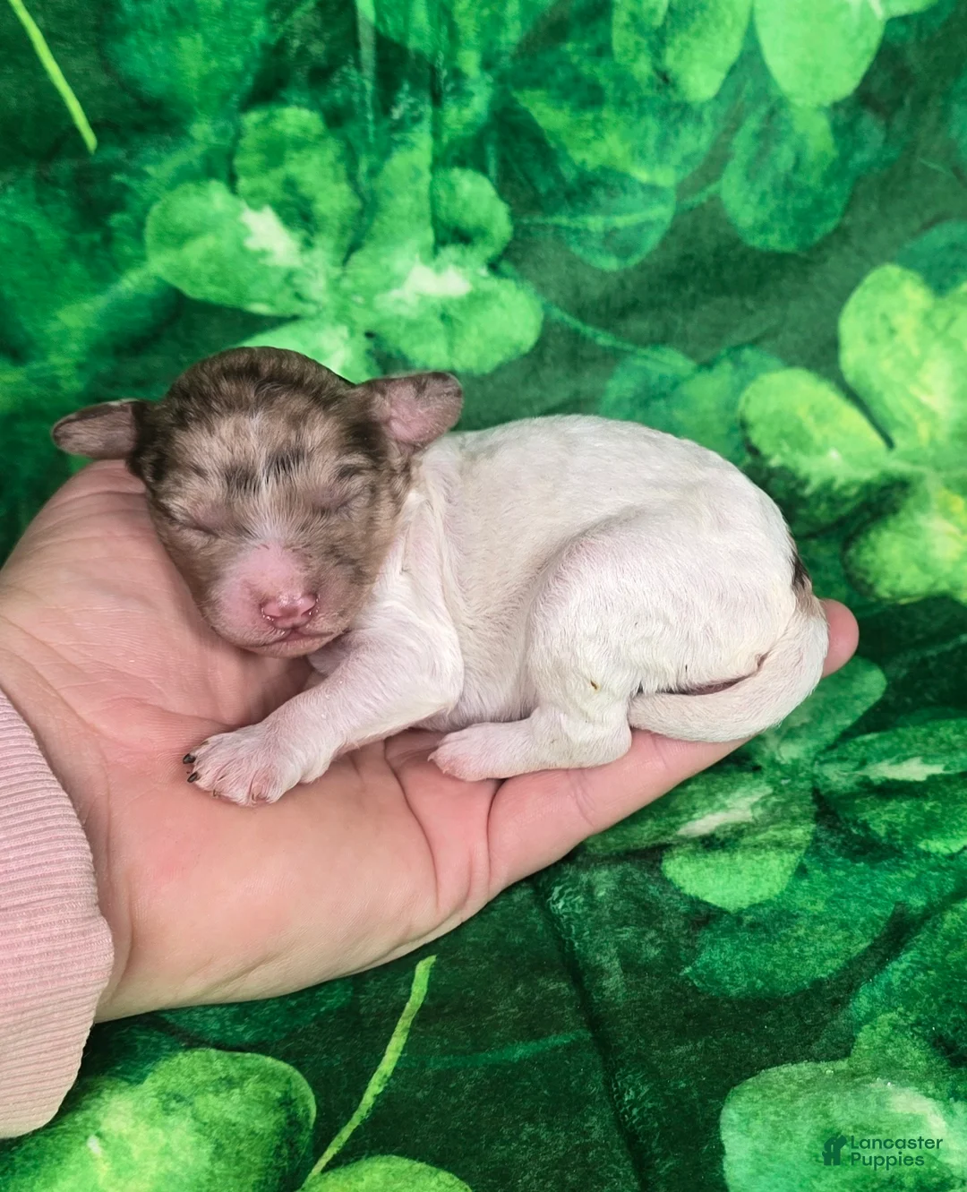 Mini Goldendoodle dogs for sale: Pippin - Ad 1