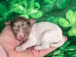 Mini Goldendoodle dogs Pippin - Ad 28