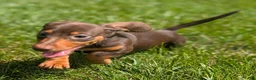 Miniature Dachshund dogs for sale: Comet - Ad 11