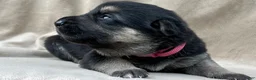 German Shepherd dogs for sale: Rosie - Ad 12