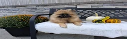 Keeshond dogs for sale: Callie - Ad 1