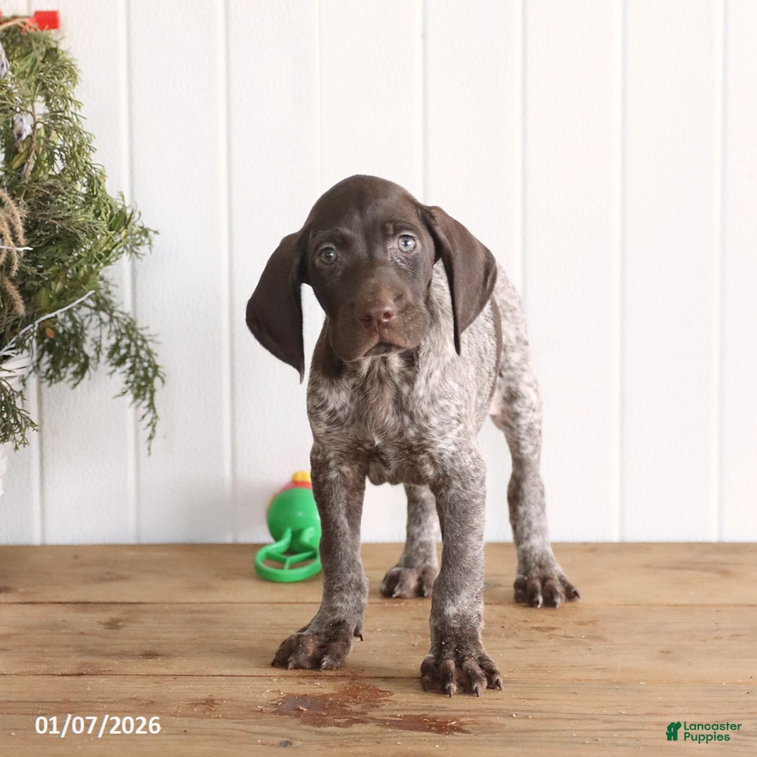 German Shorthaired Pointer dogs for sale: Gilbert - Ad 1