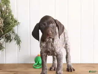 German Shorthaired Pointer dogs Gilbert - Ad 40