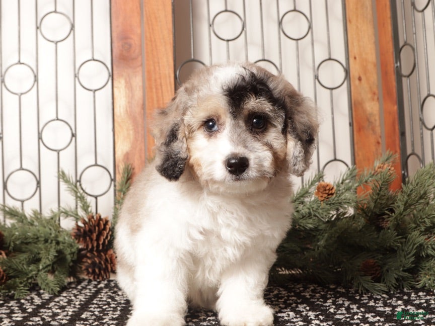 Bichpoo dogs Bubbles - Ad 24