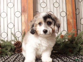 Bichpoo dogs Bubbles - Ad 33