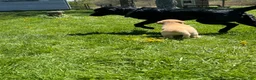 Sheprador dogs for sale: Cocoa - Ad 10
