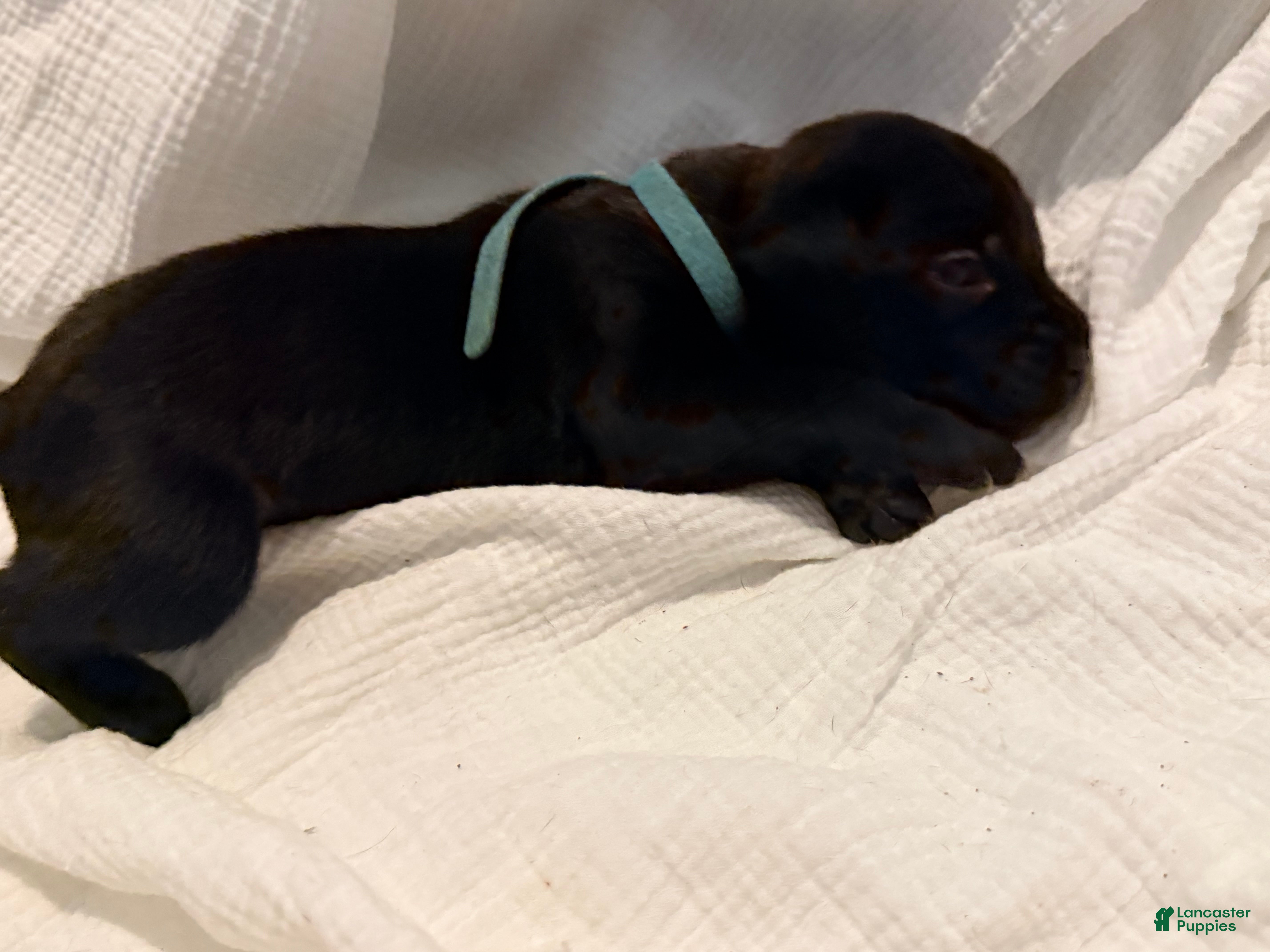 Cane Corso dogs Rufus AKC blue collar - Ad 7