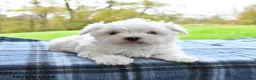 Maltese dogs for sale: Fern - Ad 4