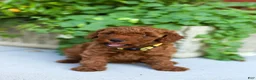 Mini Goldendoodle dogs for sale: Poppy - Ad 3