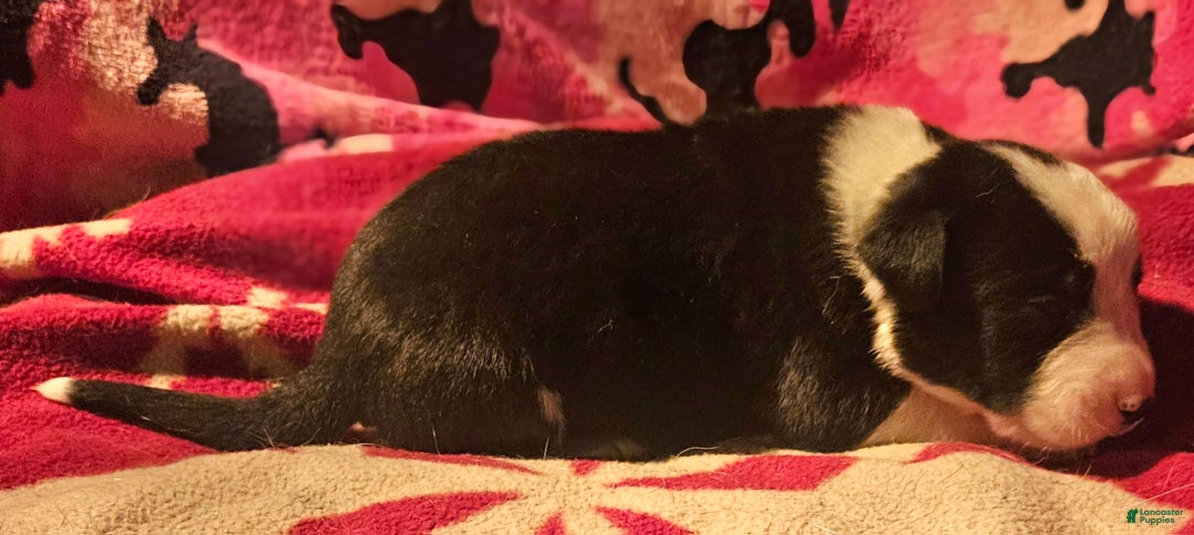 Border Collie dogs for sale: Friday - Ad 14