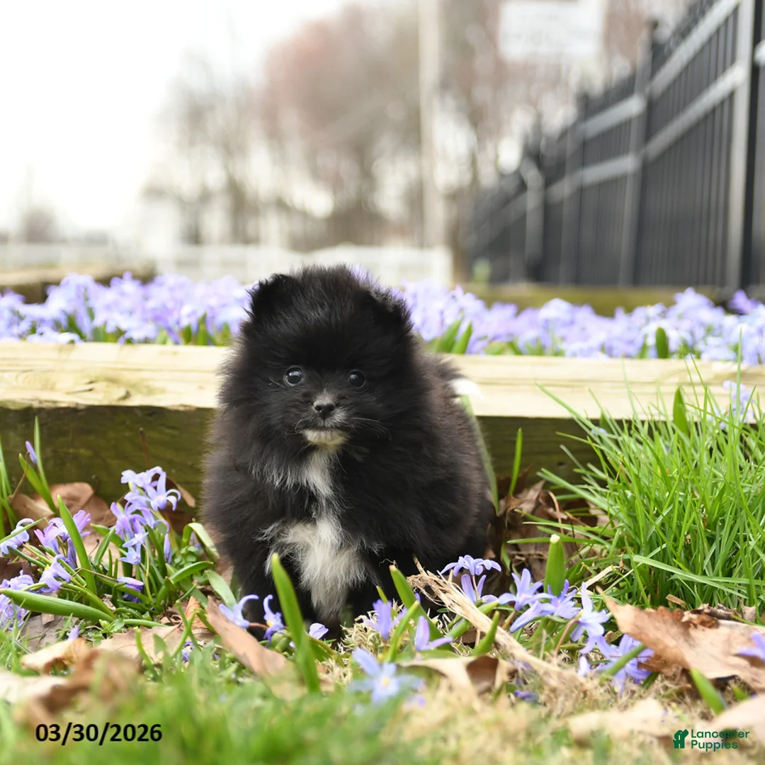 Pomeranian dogs for sale: Bouncer - Ad 5