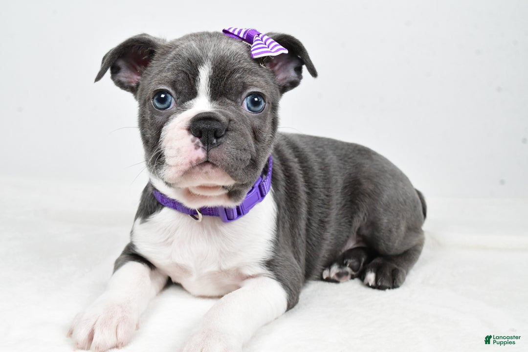 Mixed Breed dogs for sale: Sadie - Ad 5