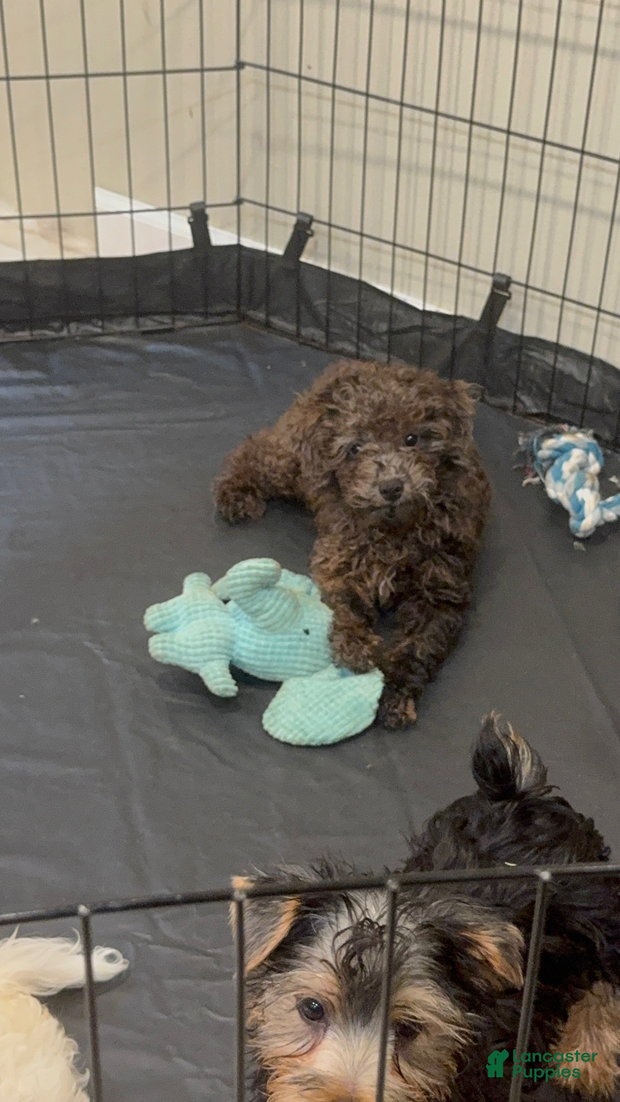 Toy Poodle dogs Coco - Ad 10