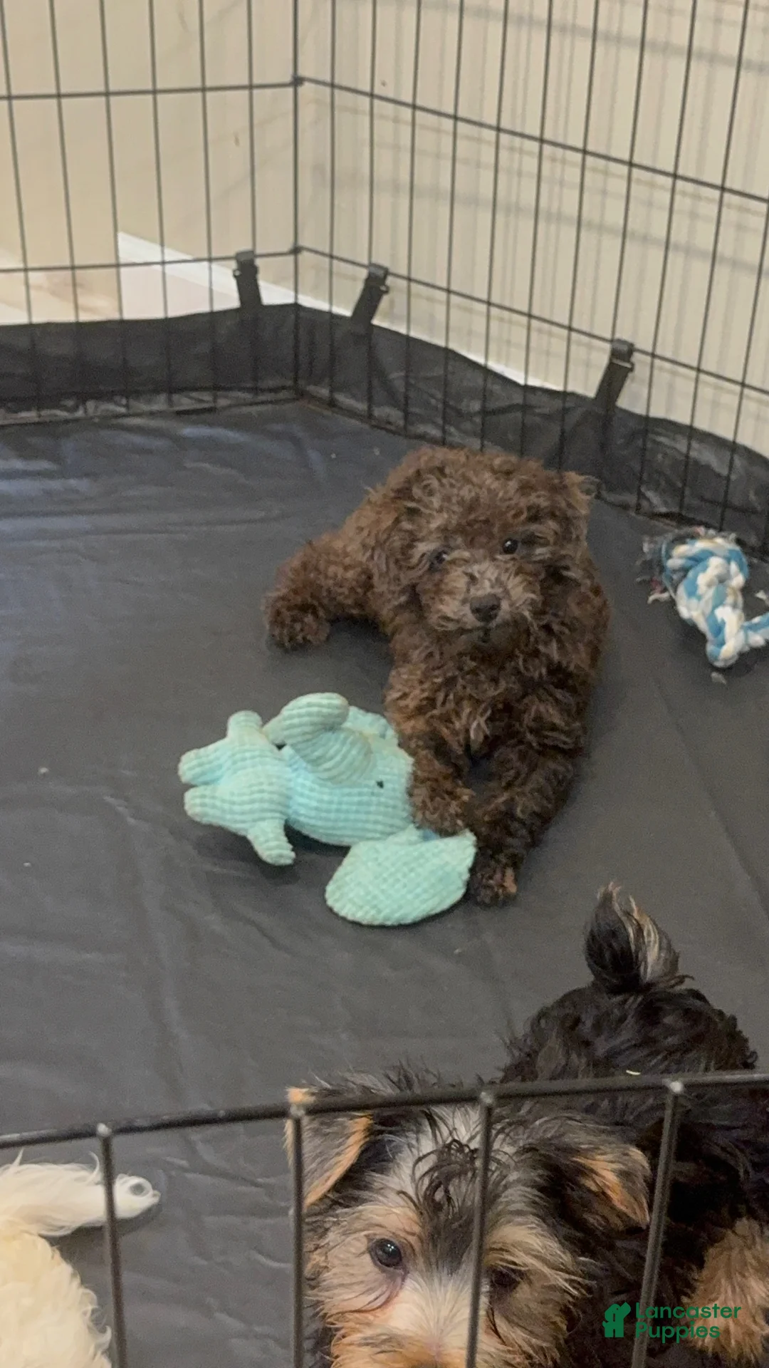 Toy Poodle dogs for sale: Coco - Ad 1