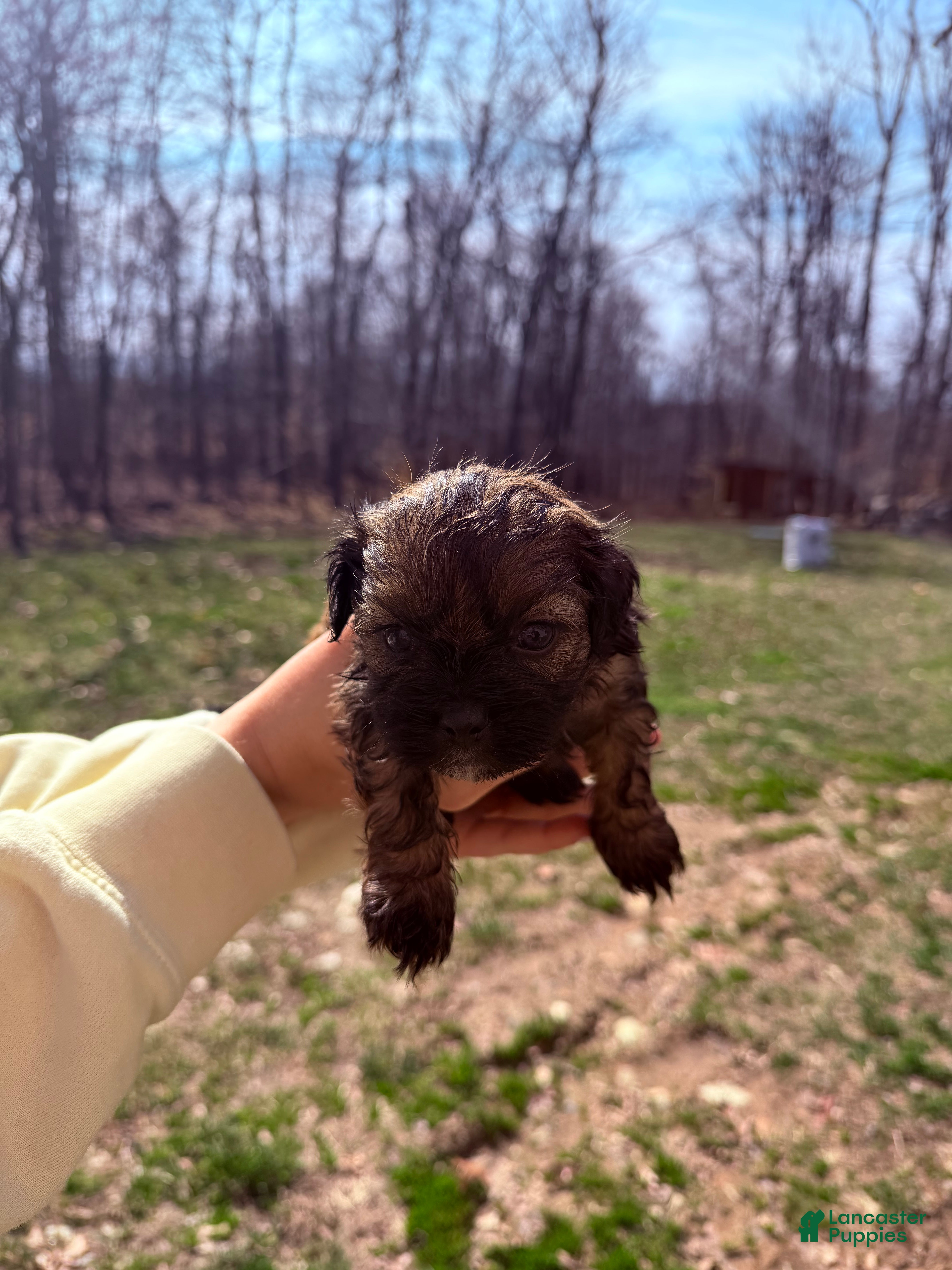 Shih Tzu dogs Shih Tzu Puppy 1 - Ad 1