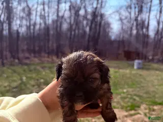Shih Tzu dogs for sale: Shih Tzu Puppy 1 - Ad 3