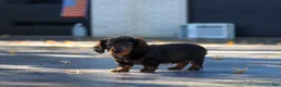 Miniature Dachshund dogs for sale: Frank - Ad 22