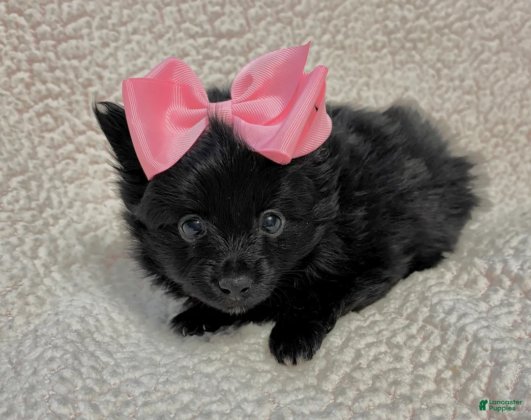 Pomeranian dogs for sale: Pomeranian Puppy 2 - Ad 2