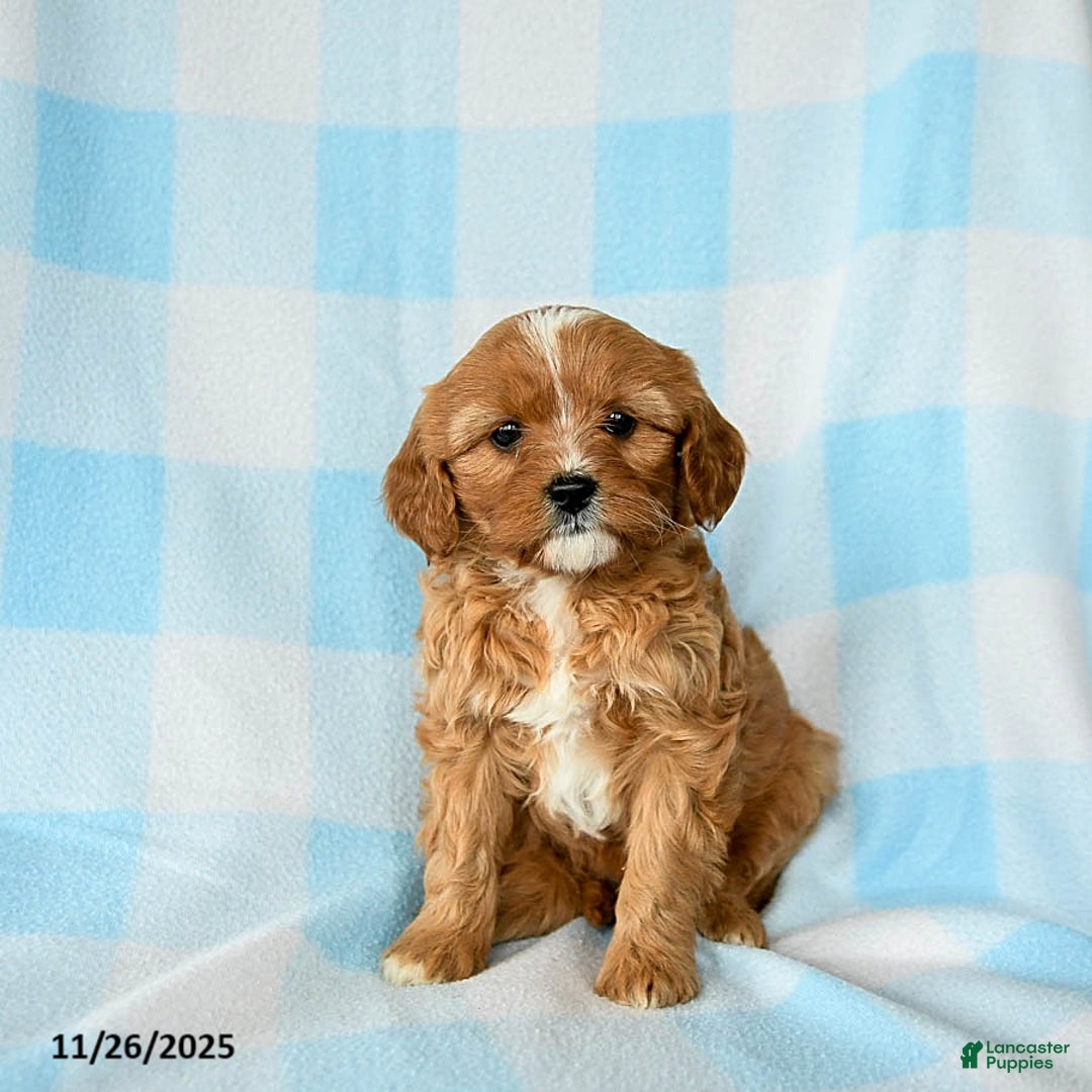 Cavapoo dogs for sale: Sage - Ad 1