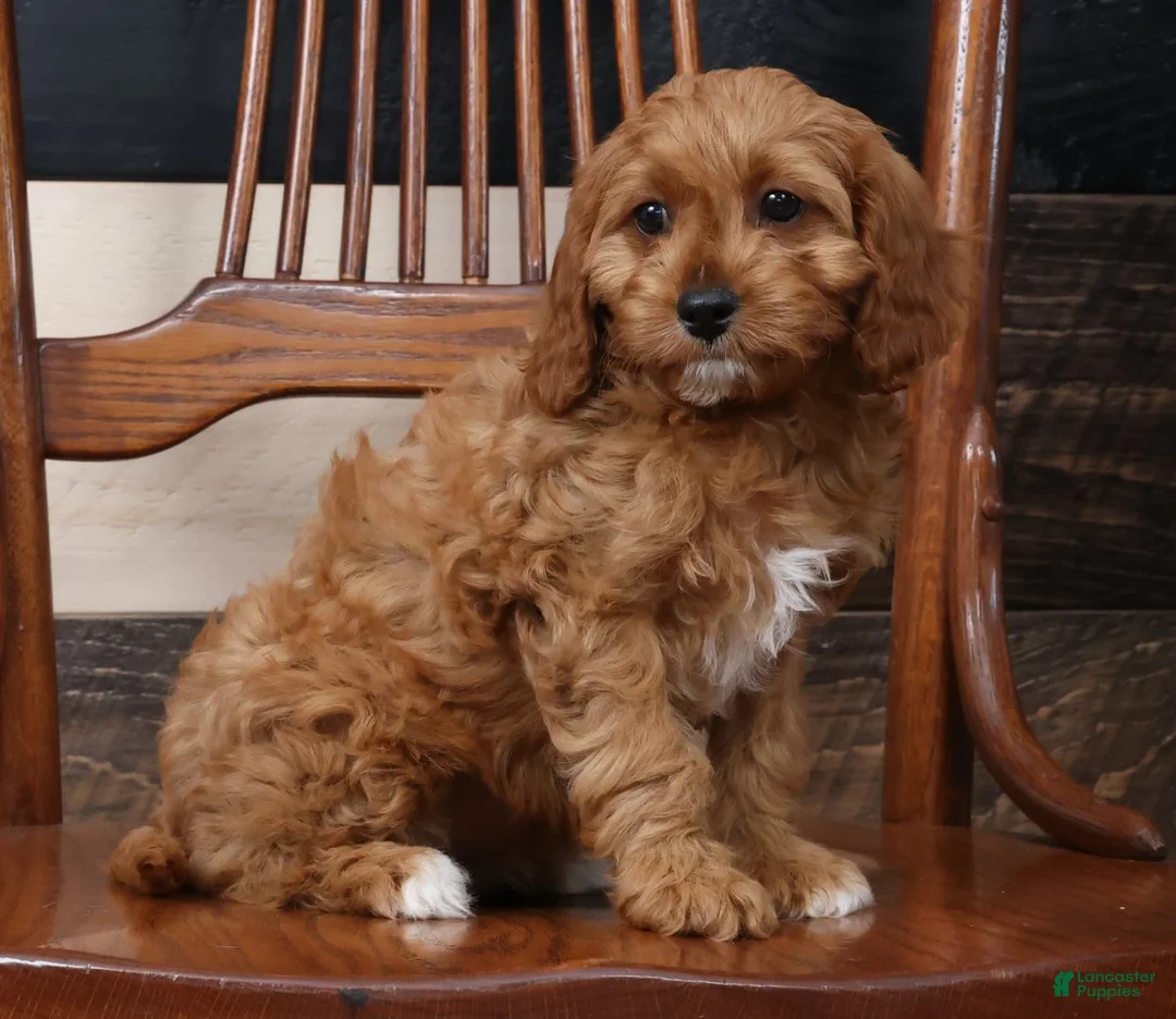 Cavapoo dogs for sale: Tracy - Ad 2