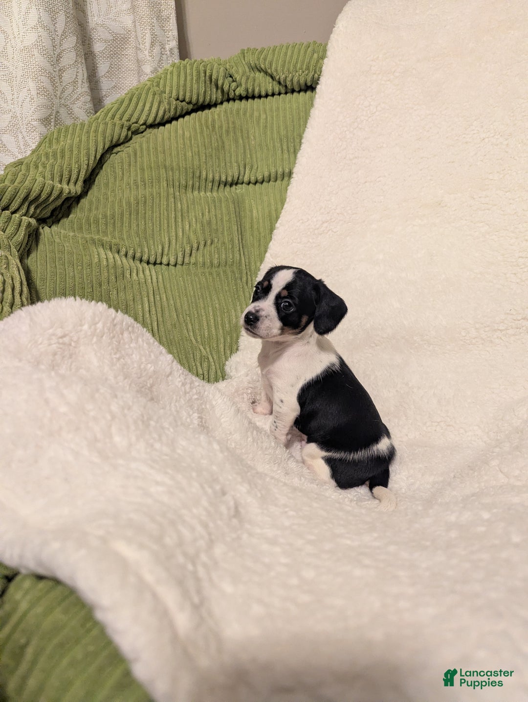 Mixed Breed dogs for sale: Pixie - Ad 4