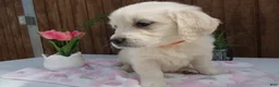 Golden Retriever dogs for sale: Golden Retriever 7 Goldy - Ad 3