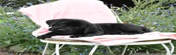 Labrador Retriever dogs for sale: Monty - Ad 5