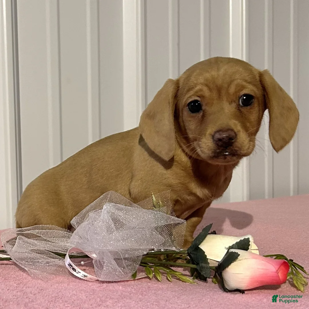 Miniature Dachshund dogs for sale: Alexa  - Ad 2