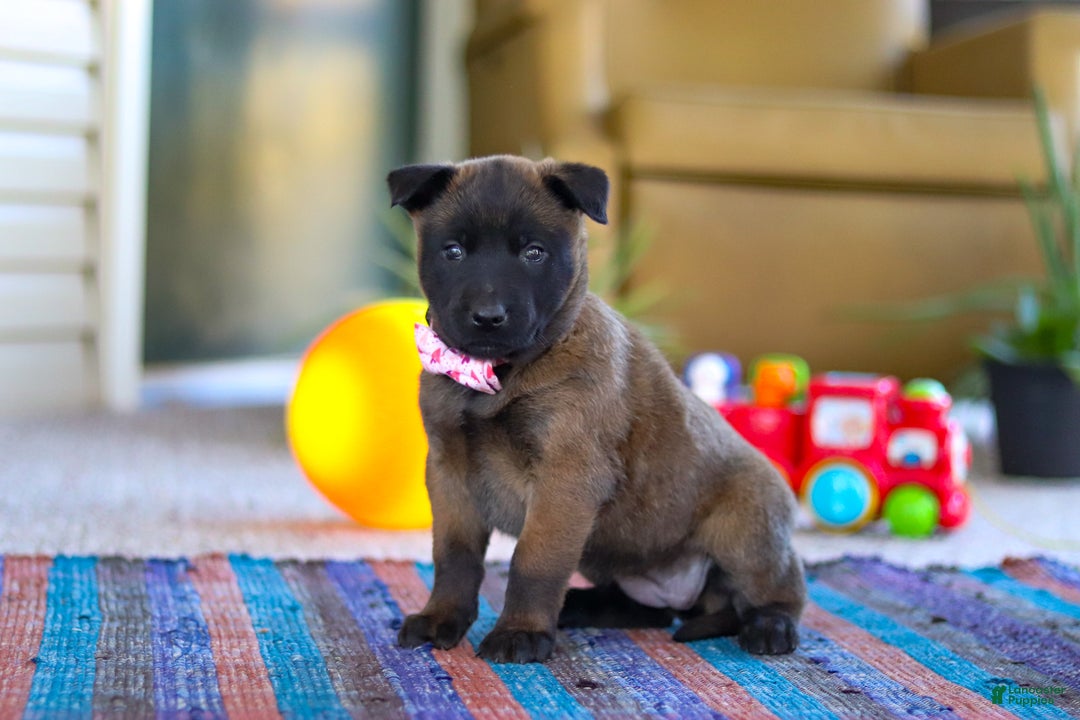 Belgian Malinois dogs for sale: Autumn - Ad 3