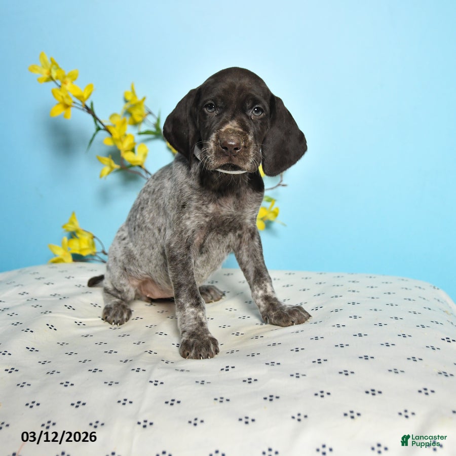 German Shorthaired Pointer dogs Trixie - Ad 1
