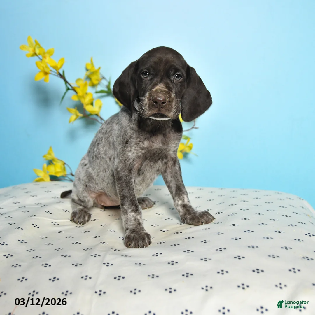 German Shorthaired Pointer dogs for sale: Trixie - Ad 1