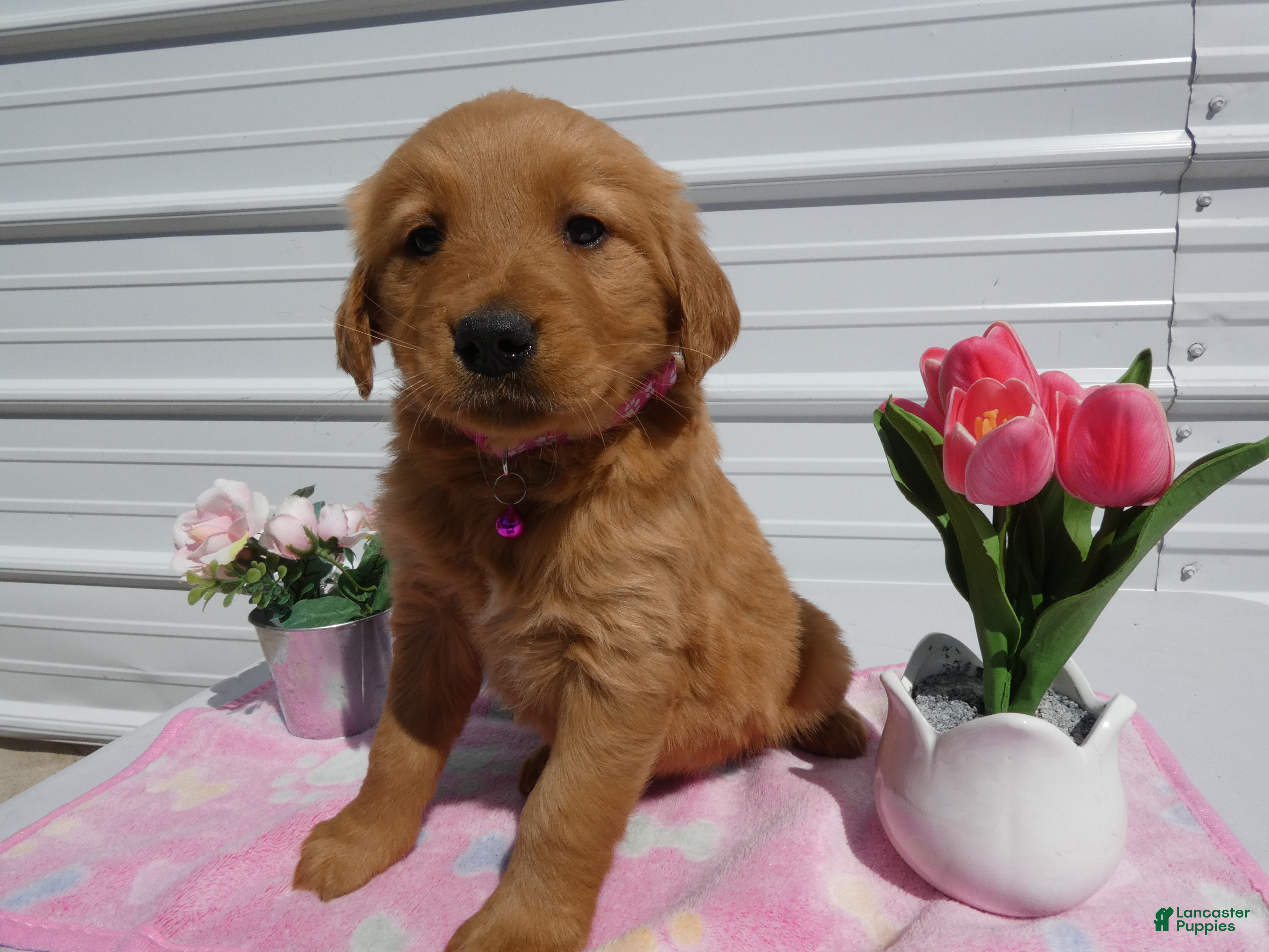 Golden Retriever dogs Golden Retriever Puppy 2 Mable - Ad 40