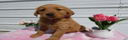 Golden Retriever dogs for sale: Golden Retriever Puppy 2 Mable - Ad 1