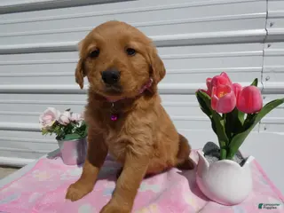Golden Retriever dogs Golden Retriever Puppy 2 Mable - Ad 40
