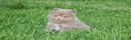 Pomeranian dogs for sale: Princess  - Ad 6